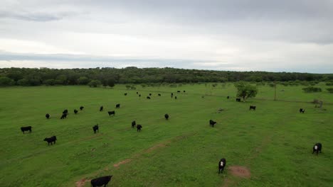 Drone-footage-showing-a-herd-of-black-cows-on-a-ranch-in-Texas