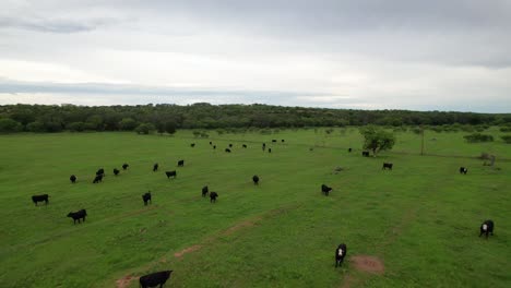 imágenes de drones que muestran un rebaño de vacas negras en un rancho en texas