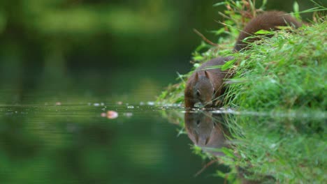 Ardilla-Recogiendo-Avellanas-En-El-Agua-De-Un-Lago-Natural-En-La-Naturaleza