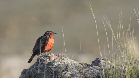 Langschwanz-Wiesenlerchenvogel-Steht-Allein-In-Einsamkeit-Auf-Einem-Felsen-Inmitten-Von-Hohem-Pampasgras