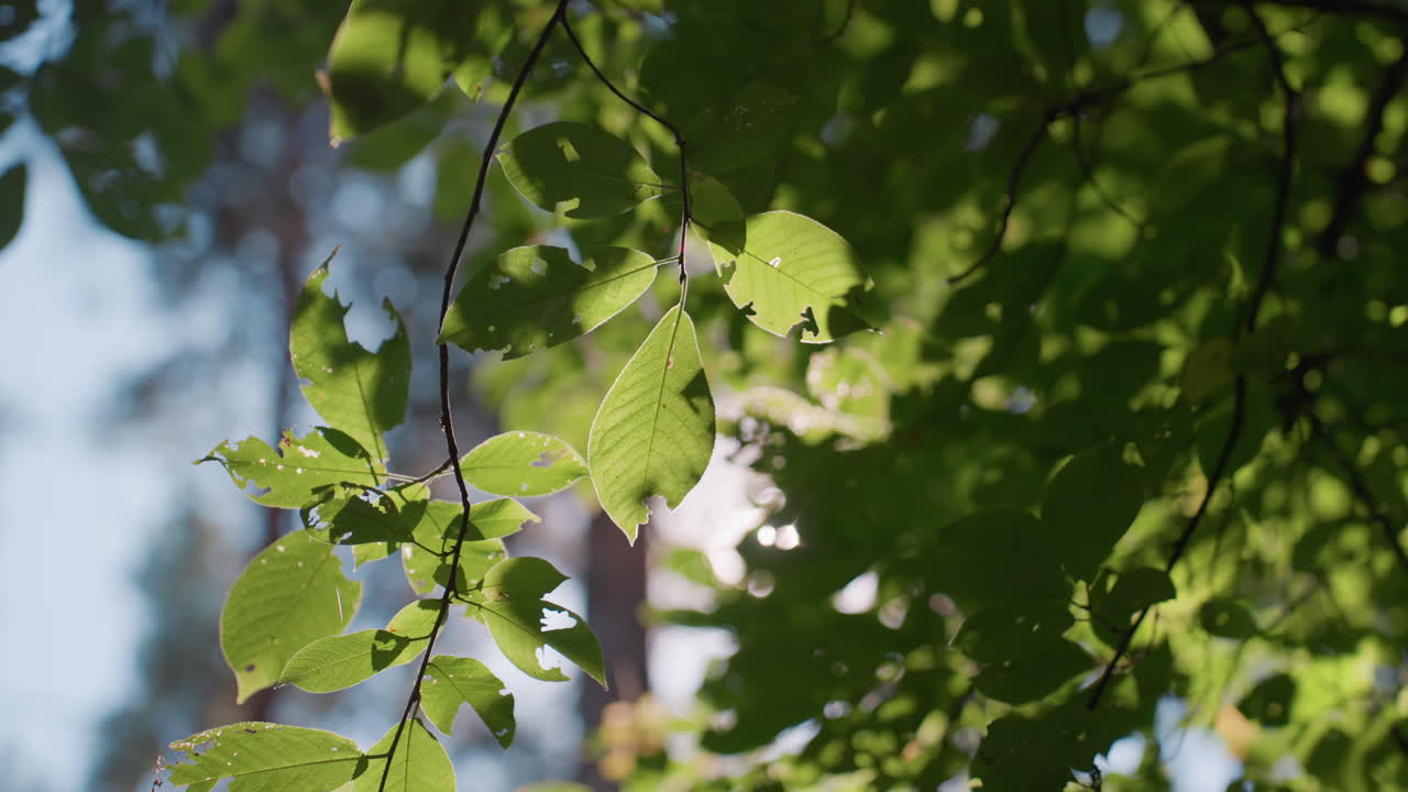 Beautiful sunlight beam filtering through green tree leaves with soft natural flare and bokeh background, highlighting warm summer atmosphere, gentle wind movement, and peaceful feeling