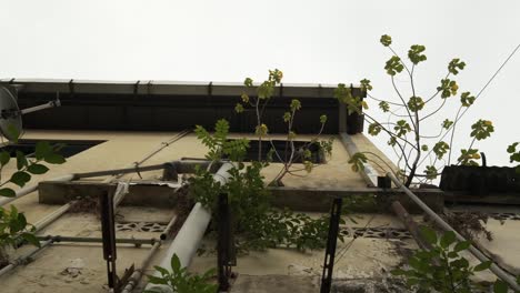 pequeñas plantas tropicales cultivadas en una repisa fuera de la pared de un apartamento - inclinadas hacia arriba en plano medio