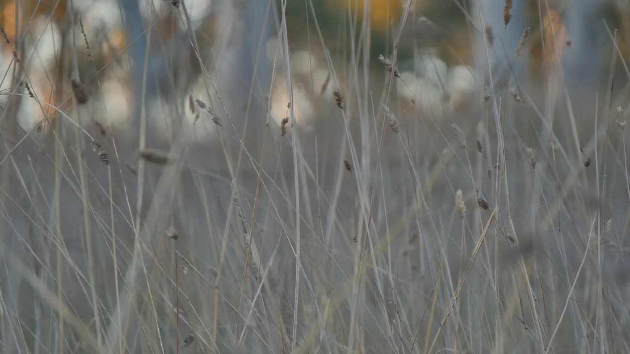 Sunsetting on tall grass stems