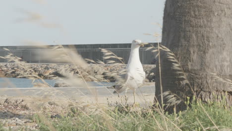 seagull standing on the floor of a seaport