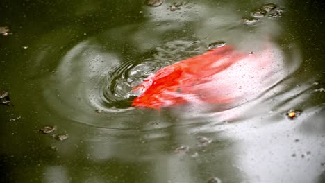 Gentle-circular-ripples-from-koi-fish-head-swaying-back-and-forth-move-in-water,-slow-motion-bug-flies-above