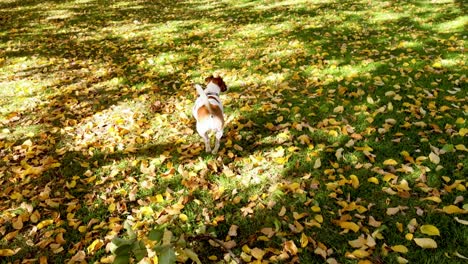 dog exploring and running in a leafy park