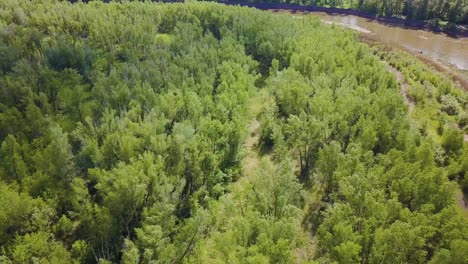 aerial view of lush forest along a river