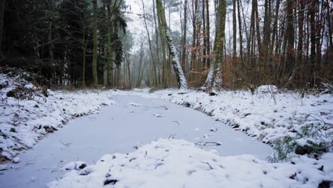 beautiful winter snow forest