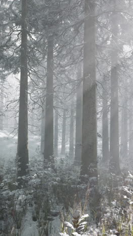 snow covered forest with sunlight