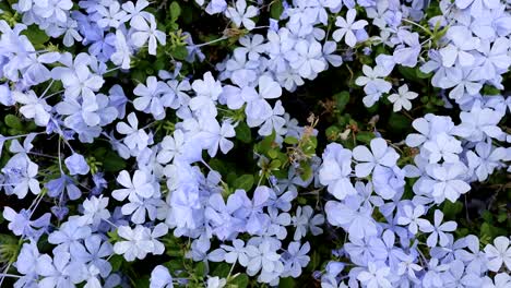 un collage de flores azules en varias etapas.