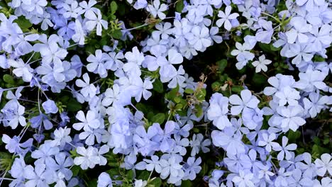 a collage of blue flowers in various stages.