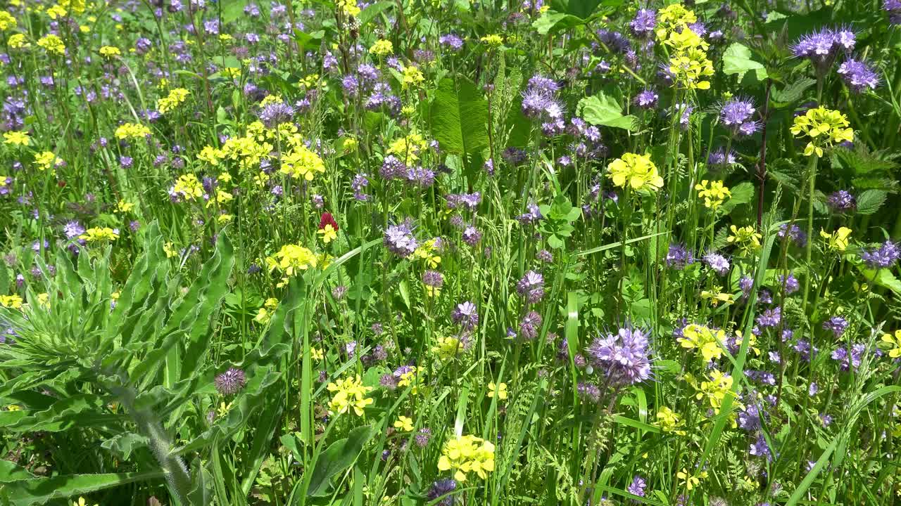 바람에 흔들리는 야생화. 봄. 독일