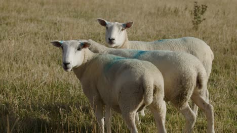 A small group of sheep graze and interact in a sunlit Scottish Highland field, captured with steady camera and natural daylight for a tranquil rural scene