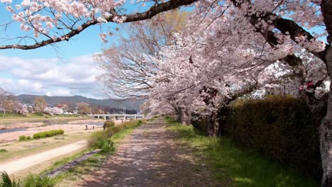flores de cerezo a lo largo del río kamo