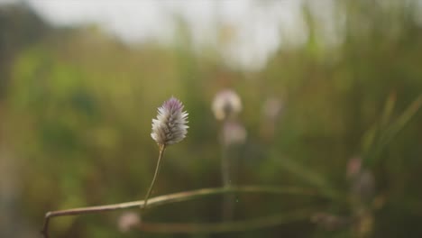 Close-up-shot-of-Dandelion---a-short-lived-perennial-that-will-grow-just-about-anywhere,-regardless-of-soil-conditions,-but-rich-soil-will-improve-its-growth