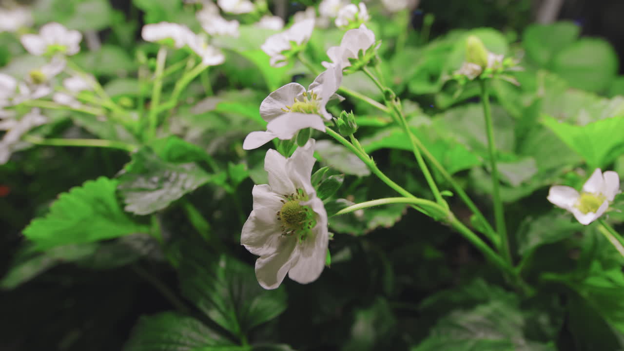 White Strawberry Flowers Blooming