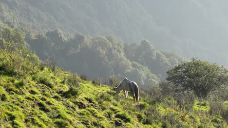 Un-Caballo-Pastando-En-Un-Pasto-De-Montaña-Bajo-La-Luz-Del-Sol-A-La-Luz-De-La-Mañana-Y-La-Niebla-En-El-Himalaya-De-Nepal