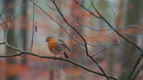 Schöne-Rotkehlchenart,-Die-Im-Herbst-Im-Wald-Fliegt---Mittlerer-Schuss