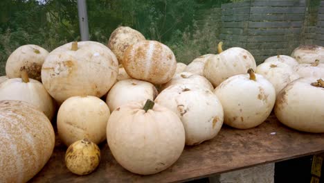 Toma-Panorámica-De-La-Selección-De-Calabazas-Blancas-De-Halloween-Cosechadas-En-La-Mesa-De-Los-Agricultores