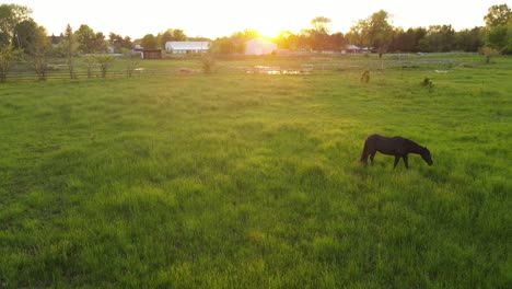 Aerial-View-of-Quarter-Horse-Wandering-Pastures-in-Southeast-Michigan