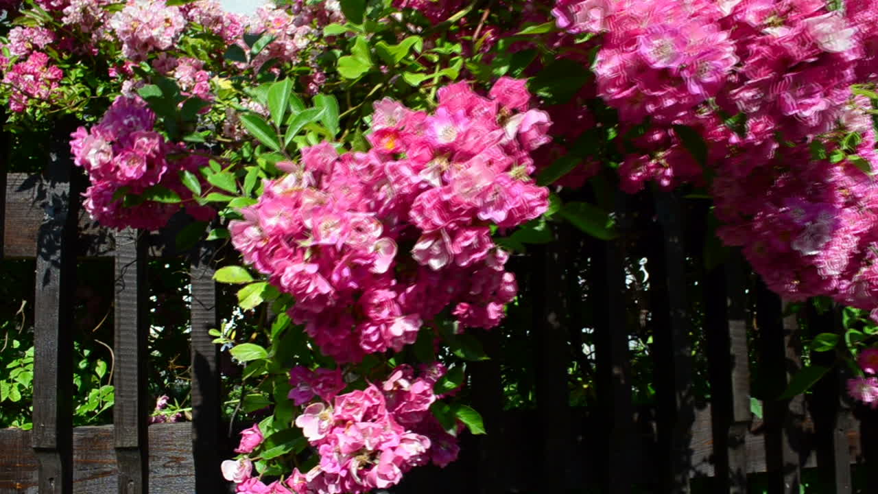 Roses on a fence. Shooting in the summer, flowers
