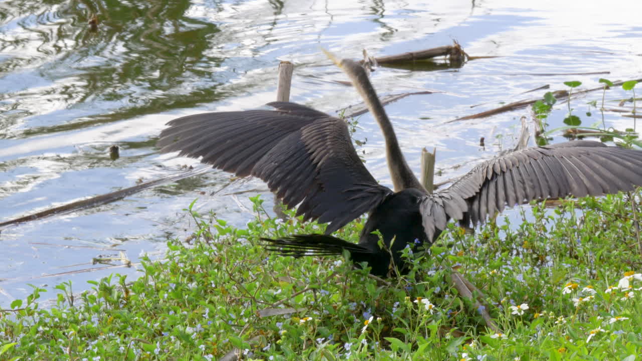 grúa abriendo sus alas y preparándose para volar en los everglades de florida