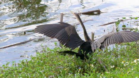 crane opening its wings and preparing to fly at the florida everglades