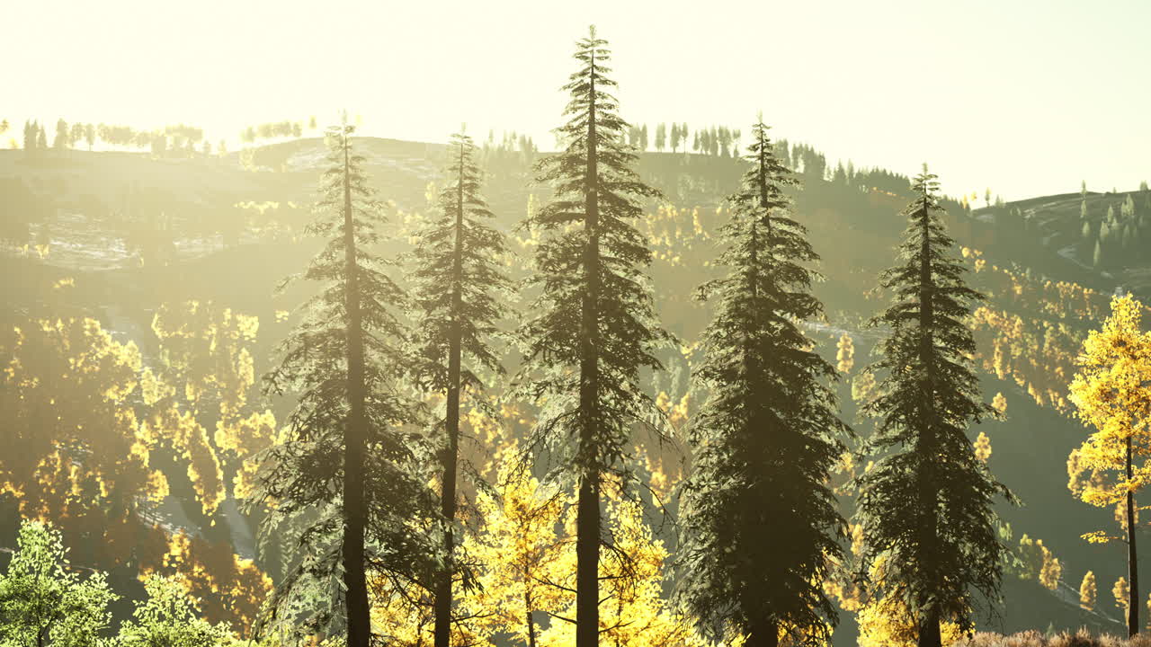 Beautiful sunset view in cedar forest in front of sayan mountain range