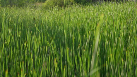 Las-Plantas-Verdes-Se-Mueven-Lentamente-En-El-Viento