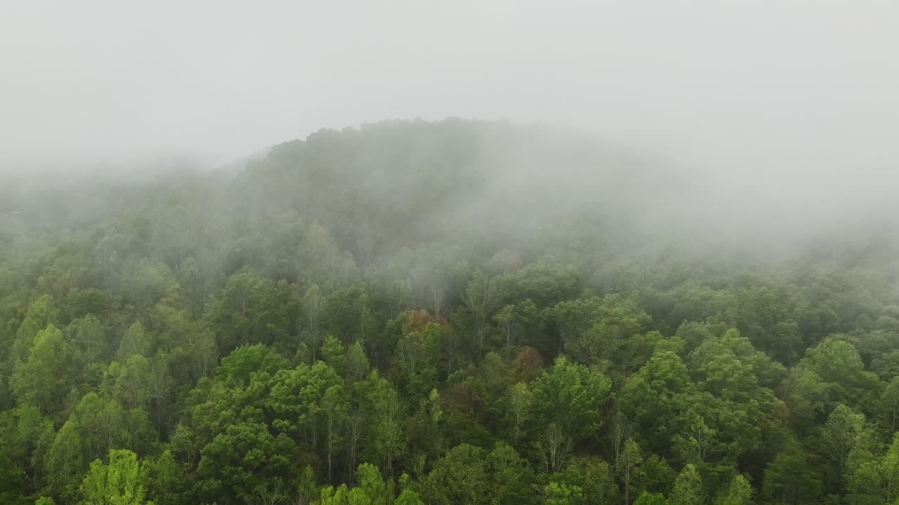 Pull-out aerial drone shot of a green forest shrouded in fog, revealing the dense green trees and misty atmosphere