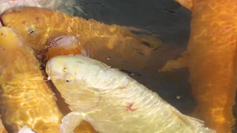 enjambre de peces koi en busca de alimento en un estanque