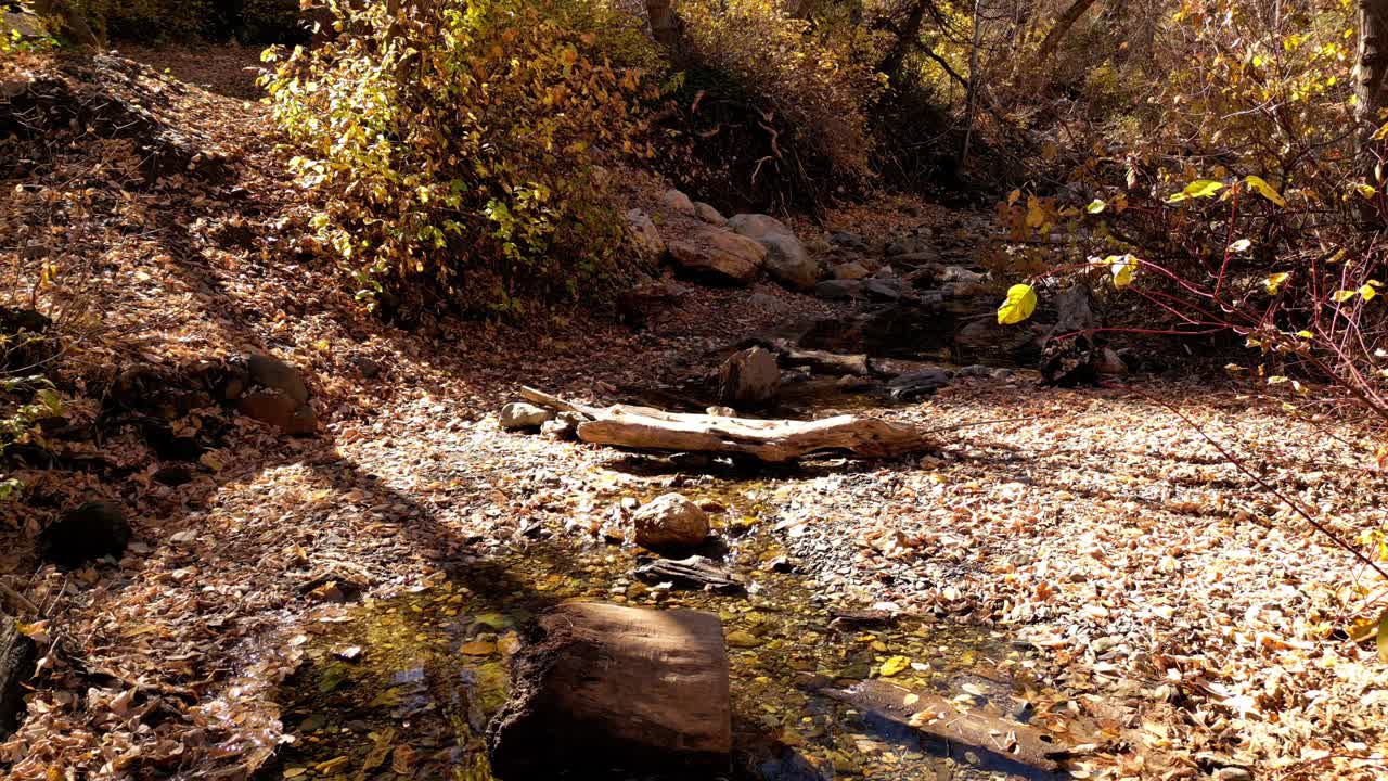 Stand still view of river bed in late fall autumn then drone starts to slowly fly forward over large logs and fallen orange leaves on ground you can see water moving down stream October November vibes