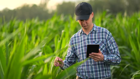 Middle-plan:-a-Male-farmer-with-a-tablet-computer-goes-to-the-camera-looking-at-plants-in-a-corn-field-and-presses-his-fingers-on-the-computer-screen.-Soncept-of-modern-farming-without-use-of-GMOs.