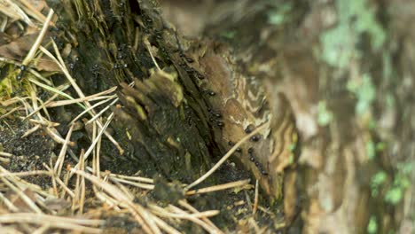 Seidenameisen-Bewegen-Sich-Auf-Dem-Nest,-Ameisenhaufen-Mit-Seidenameisen-Im-Frühling,-Arbeit-Und-Leben-Von-Ameisen-In-Einem-Ameisenhaufen,-Sonniger-Tag,-Nahaufnahme,-Geringe-Schärfentiefe