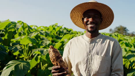 farmer harvesting cassava in a field