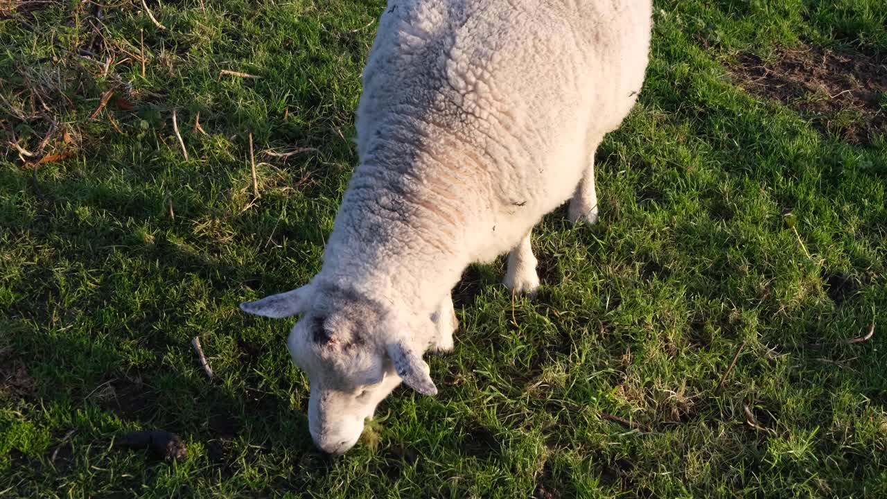 abajo de la parte superior de una oveja blanca esponjosa mirando en el campo y comiendo hierba en el campo rural inglés en los niveles de somerset en el país oeste del reino unido