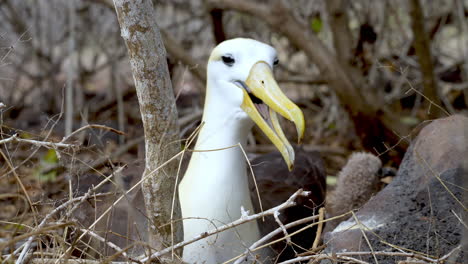 albatros des vagues adultes coassant du nid sur la punta suarez, aux galapagos de l'île d'espanola