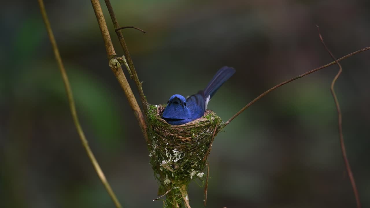 papamoscas azul de nuca negra, hypothymis azurea, tailandia