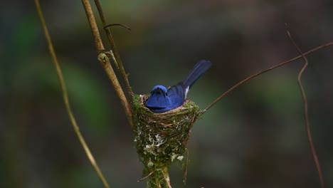 papamoscas azul de nuca negra, hypothymis azurea, tailandia