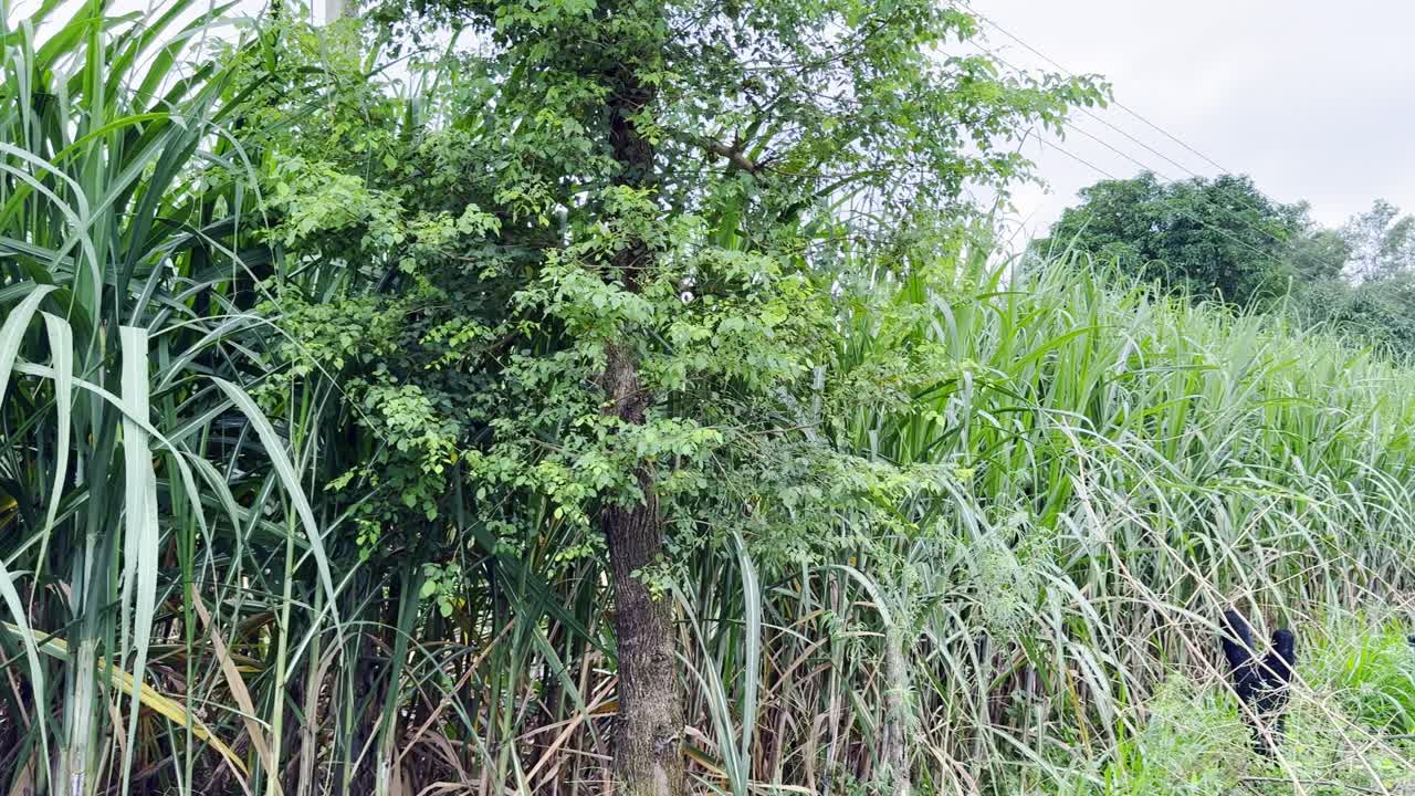 Lush Sugarcane Fields and Green Vegetation
