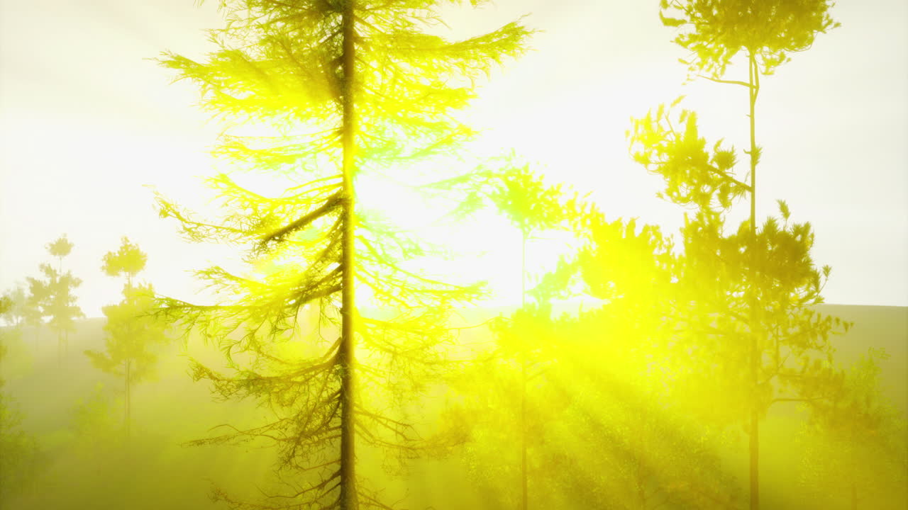 Sunlight filtering through trees in a serene forest during golden hour