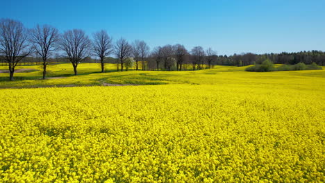 low aerial over striking yellow rapeseed canola field next to leafless tree lane