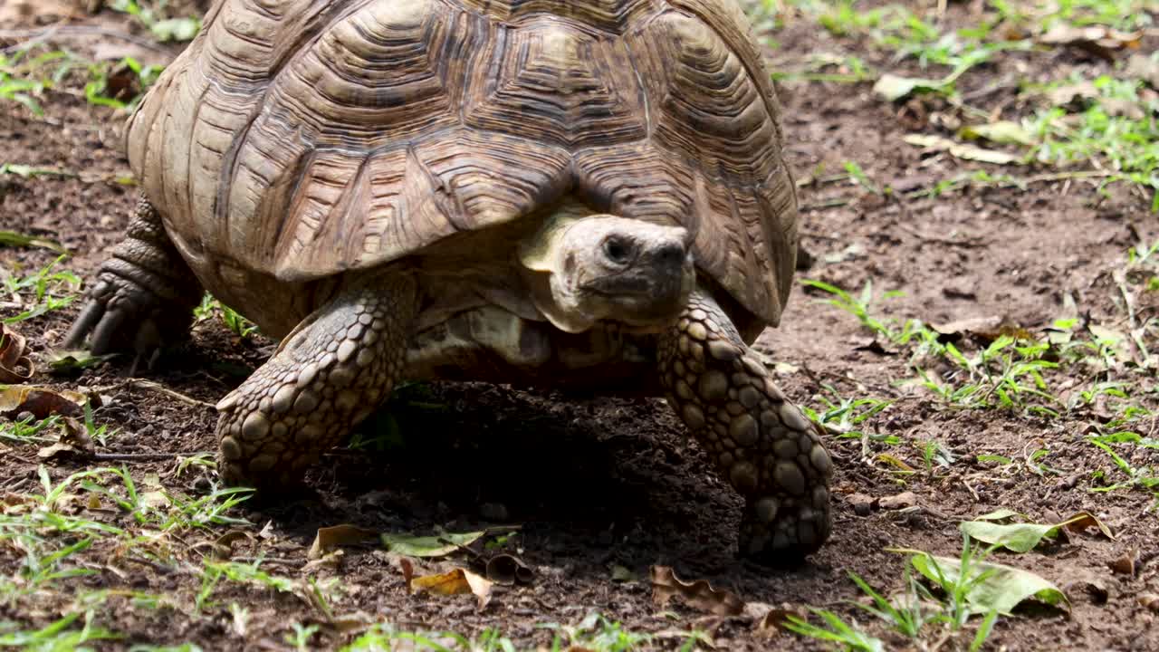 вымирающая черепаха медленно ползет, снимок крупным планом