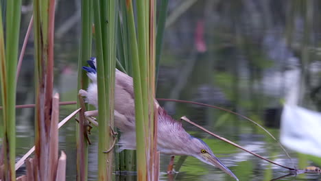 A-Yellow-Bittern-bird-perched-and-hidden-between-freshwater-plants,-quietly-catching-a-small-fish-with-it's-long-beak,-side-view---Close-up