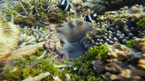 a family of black and white clark's anemonefish swims over the sea anemone