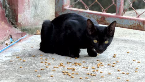 homeless black kitten cat