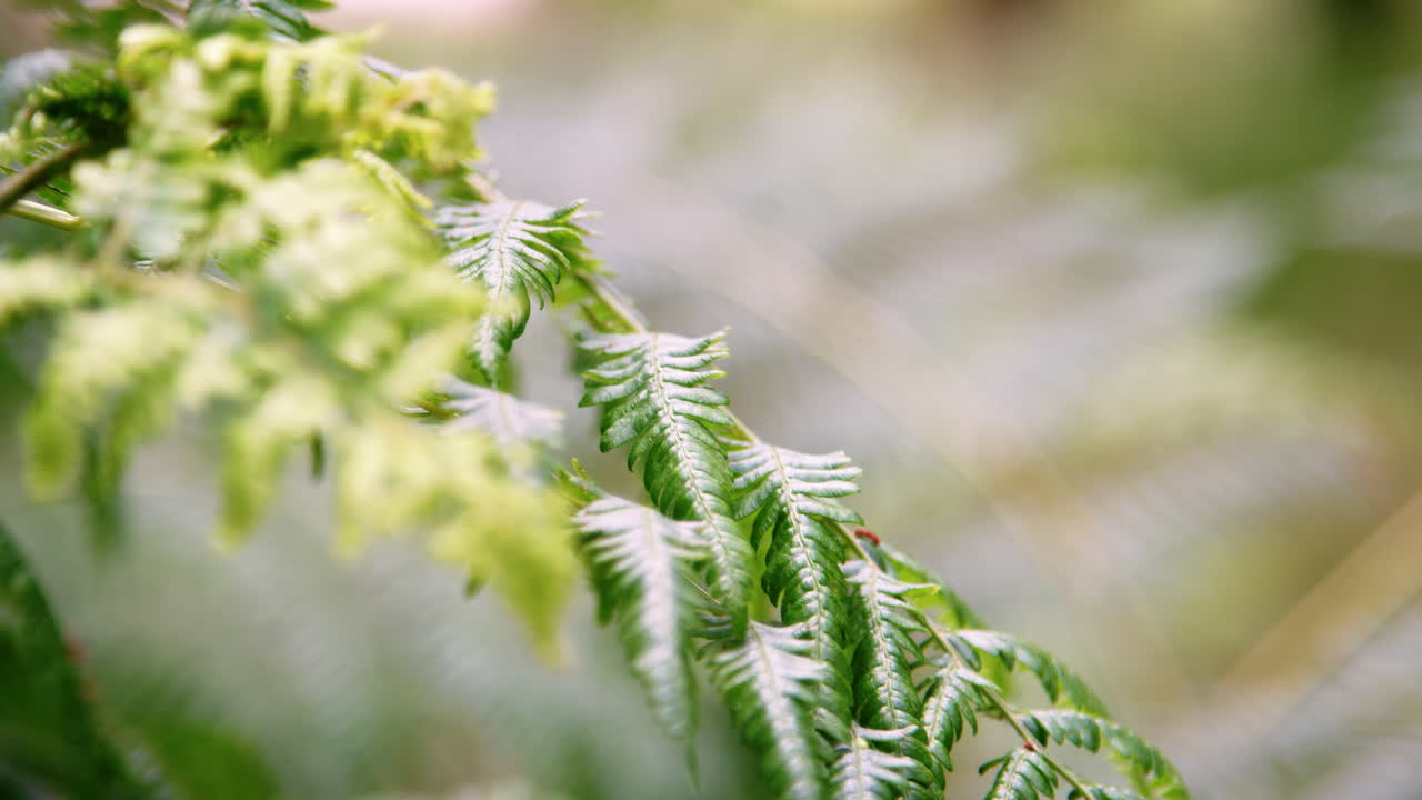 Close up detail of fern leaves in the forest moved by light wind, selective focus, Lake District, UK