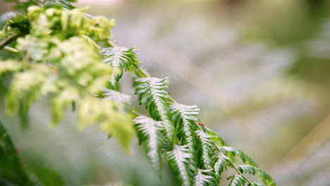 close up detail of fern leaves in the forest moved by light wind, selective focus, lake district, uk