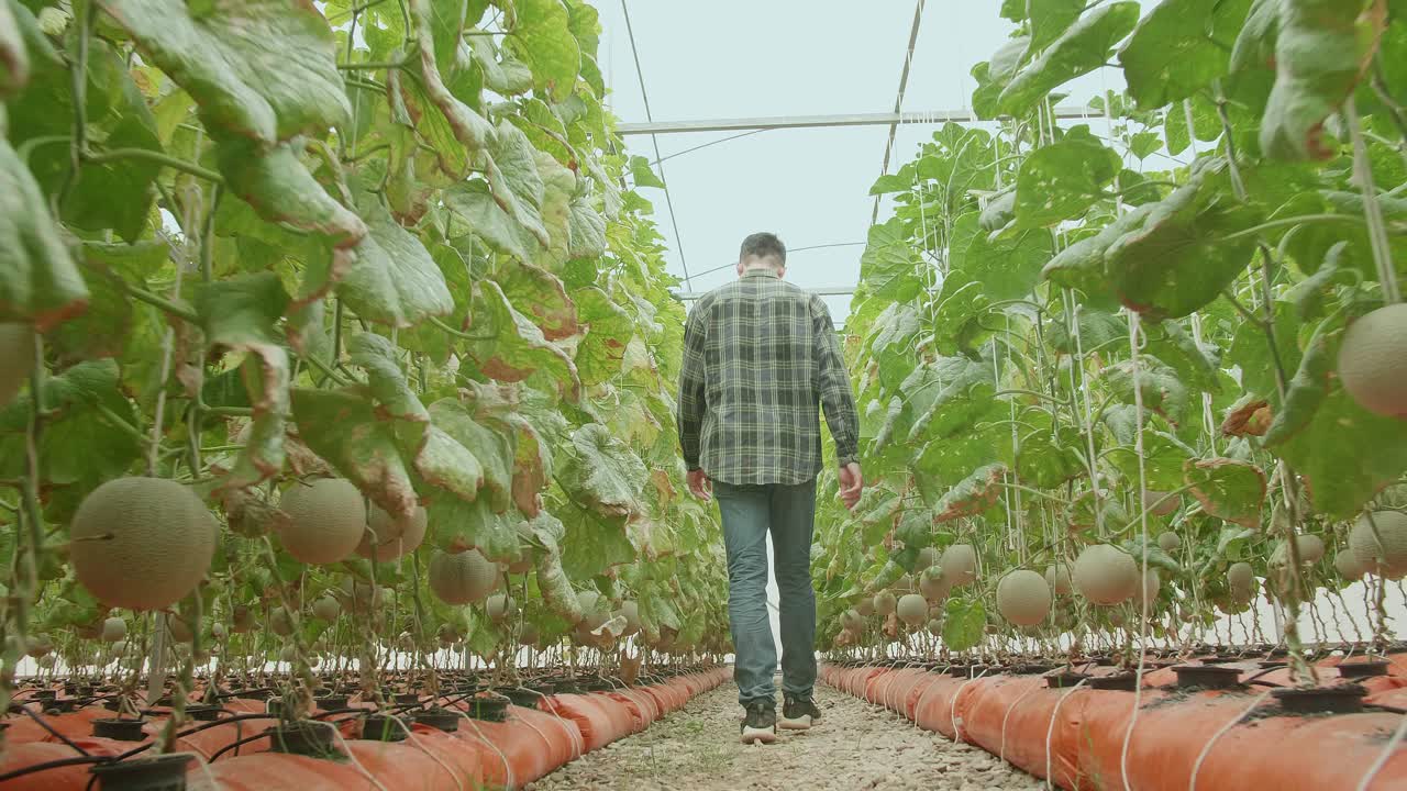 la espalda de un granjero asiático caminando en la casa verde de la granja de melones