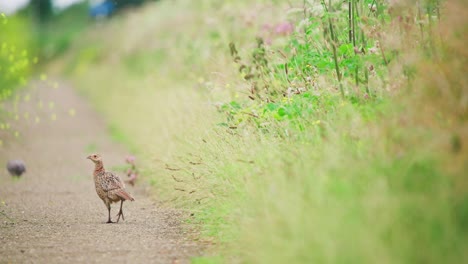 common pheasant walks on dirt path between tall grass turning head watching, telephoto rearview, groenzoom netherlands